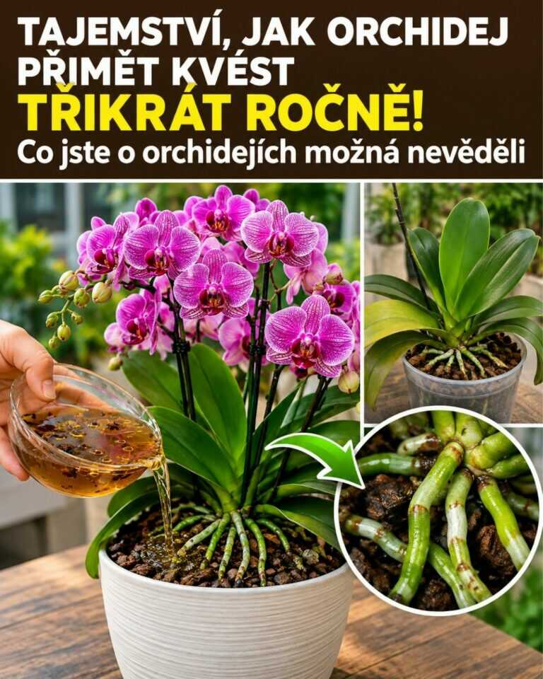 Tajemství, jak orchidej přimět kvést třikrát ročně! Co jste o orchidejích možná nevěděli