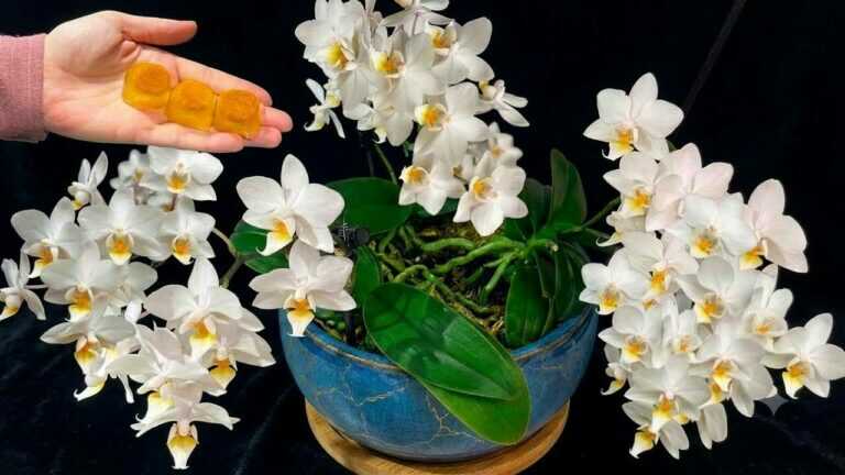 Nechte letos v létě rozkvést orchideje, které nekvetou! Květy mohou vydržet mnohem déle