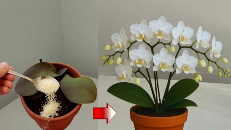 Tato orchidej 4 měsíce nerostla, dokud jsem to nezkusil❗️Pak se náhle změnila