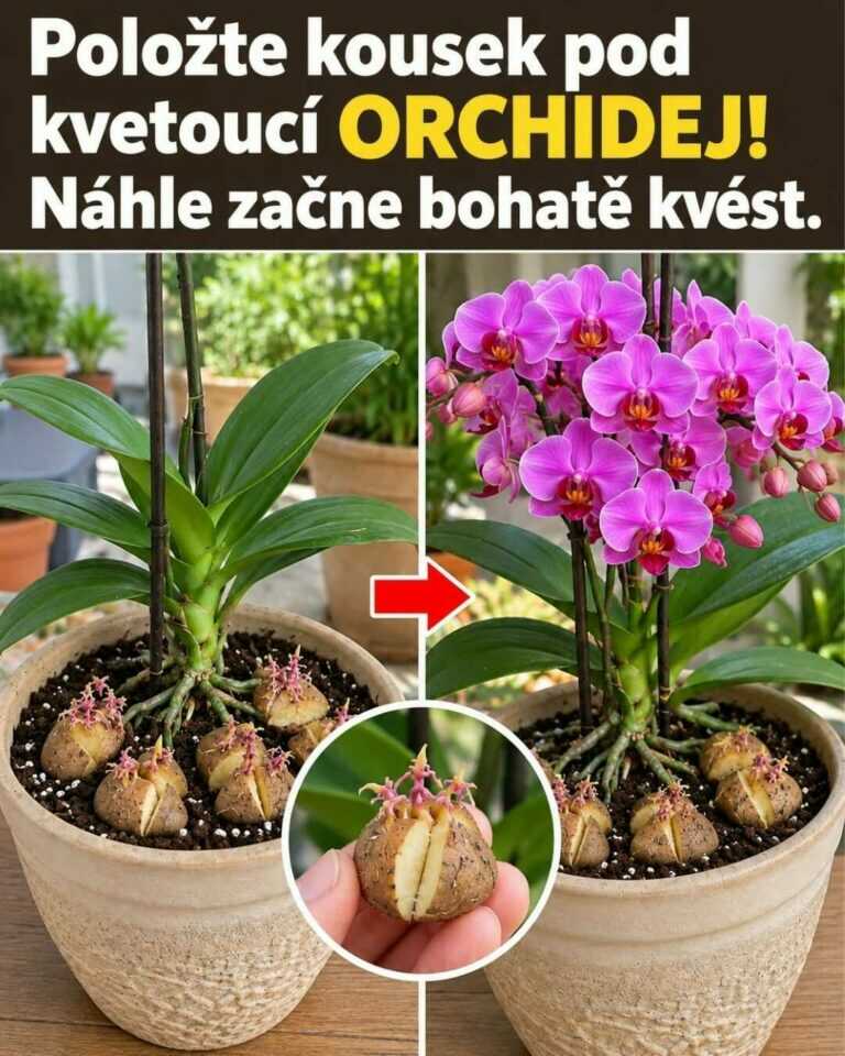 Položte malý kousek pod kvetoucí orchidej — může začít kvést mnohem bohatěji