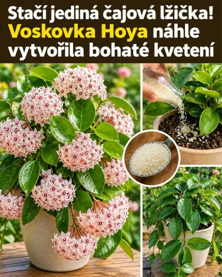 Stačí jediná čajová lžička! Hoya může náhle vytvořit spoustu květů