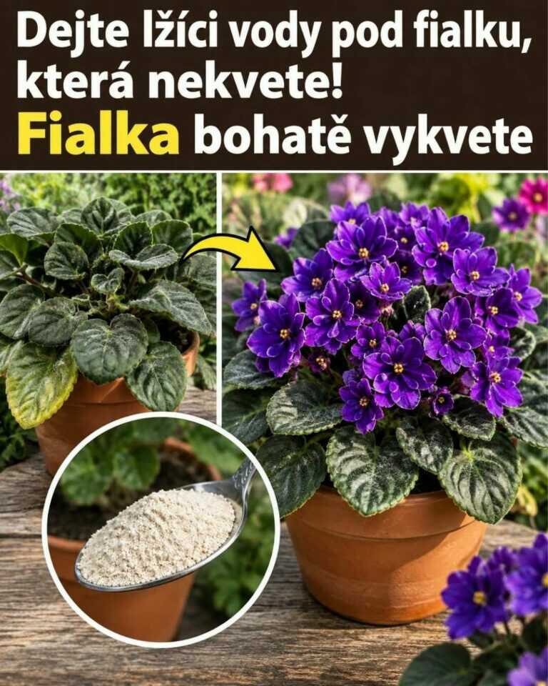 Dejte lžíci vody pod fialku bez květů — může se pak bohatě rozkvést