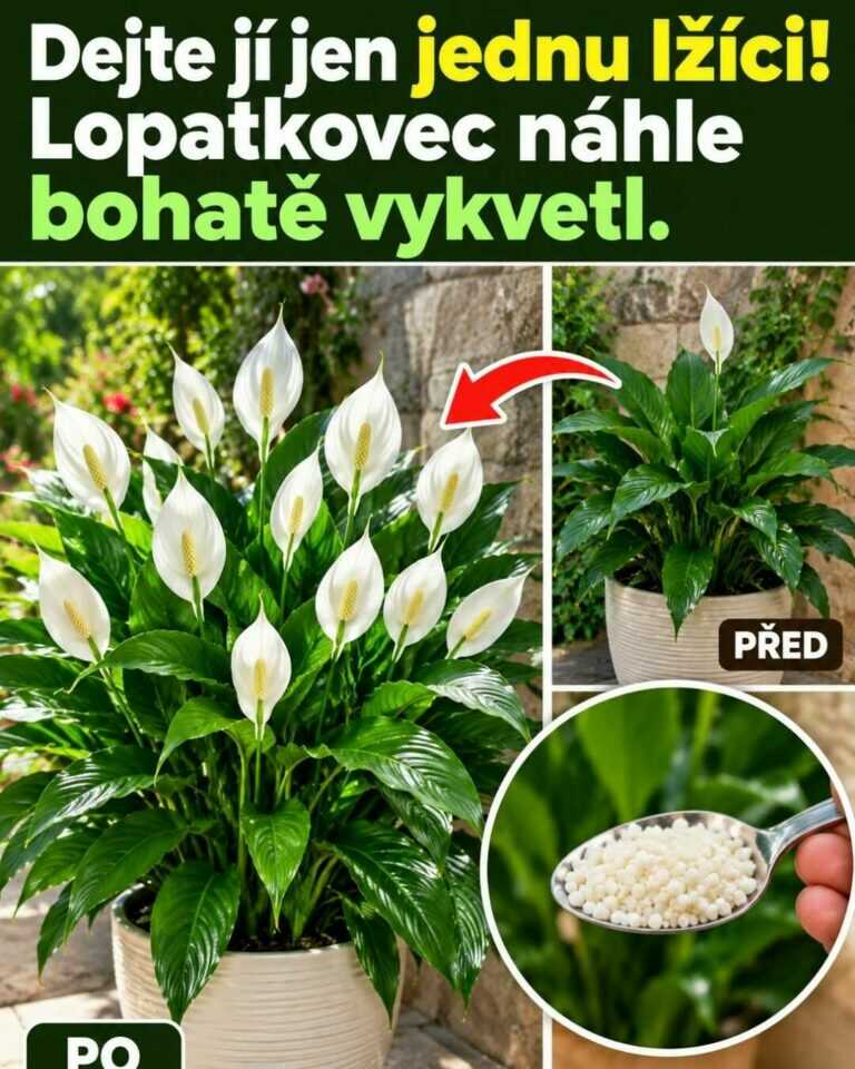 Dejte jí jen jednu lžíci! Lopatkovec může náhle vykvést mnohem bohatěji
