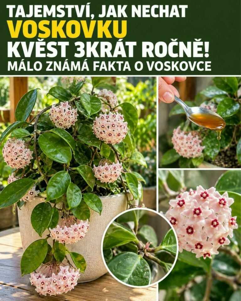 Tajemství, jak nechat voskovku kvést 3× ročně — málo známé tipy o Hoye