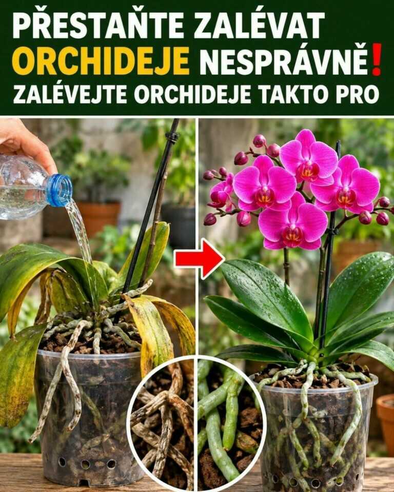 Přestaňte orchideje zalévat špatně ❗️ Takto je zalévejte pro lepší kvetení