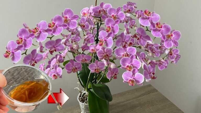 Udělejte to naléhavě! Orchidej bude kvést jako šílená a vytvoří spoustu kořenů.