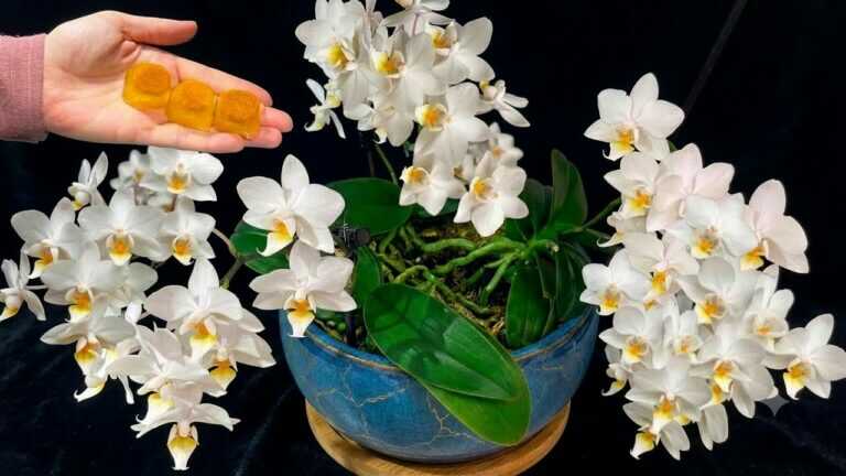 Nechte letos v létě rozkvést své nekvetoucí orchideje! Všechny květy kvetou nepřetržitě.