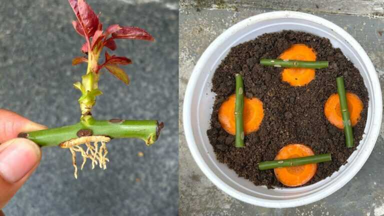 Budete překvapeni, jak množit růže pomocí mrkve