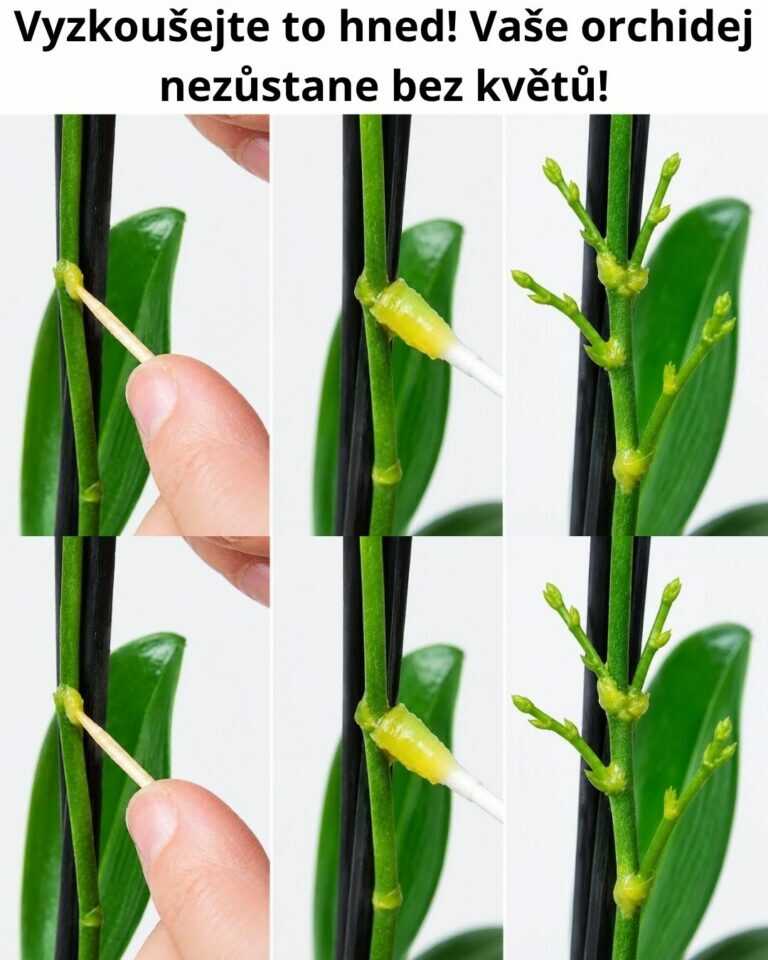 Vyzkoušejte to hned! Vaše orchidej nezůstane bez květů!