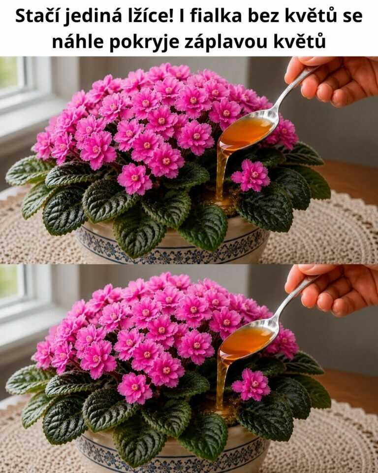Stačí jediná lžíce! I fialka bez květů se náhle pokryje záplavou květů