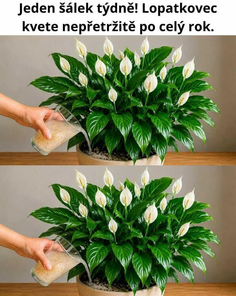 Jeden šálek týdně! Lopatkovec kvete nepřetržitě po celý rok.