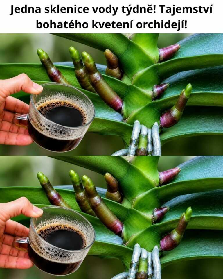 Jedna sklenice vody týdně! Tajemství bohatého kvetení orchidejí!