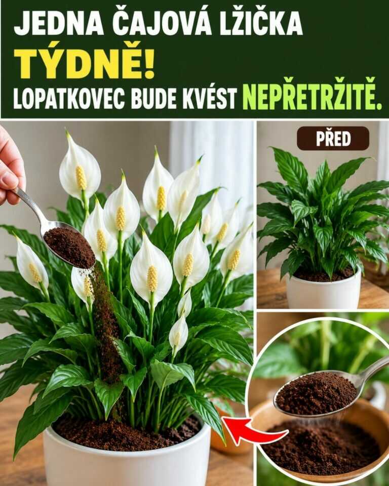 Jedna čajová lžička týdně! Lopatkovec bude kvést nepřetržitě.