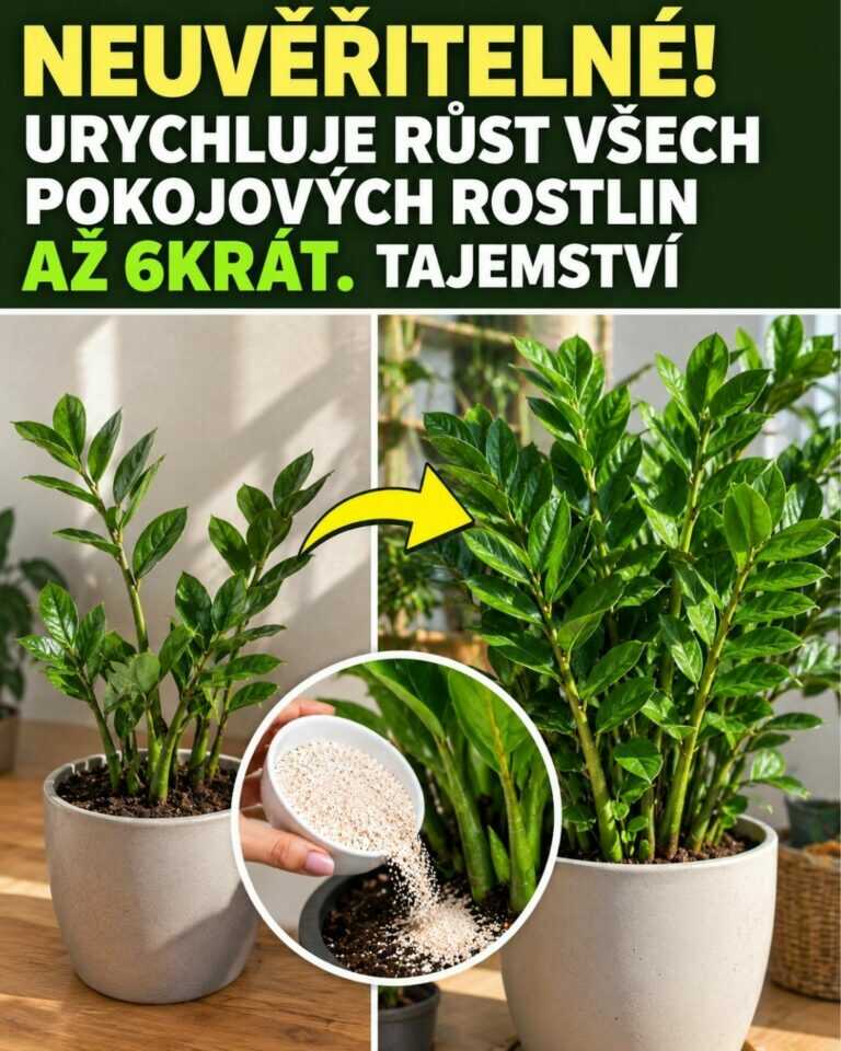 NEUVĚŘITELNÉ! Urychluje růst všech pokojových rostlin až 6krát. Tajemství