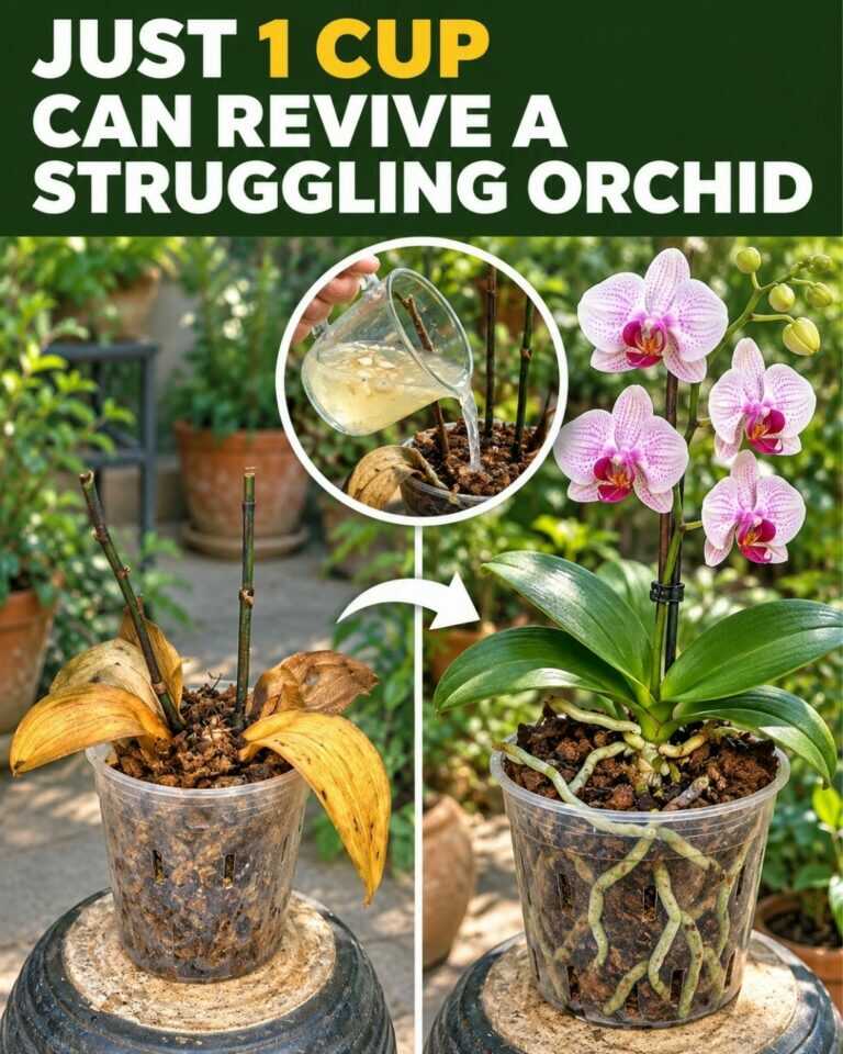 Just 1 cup can help revive a struggling orchid this way