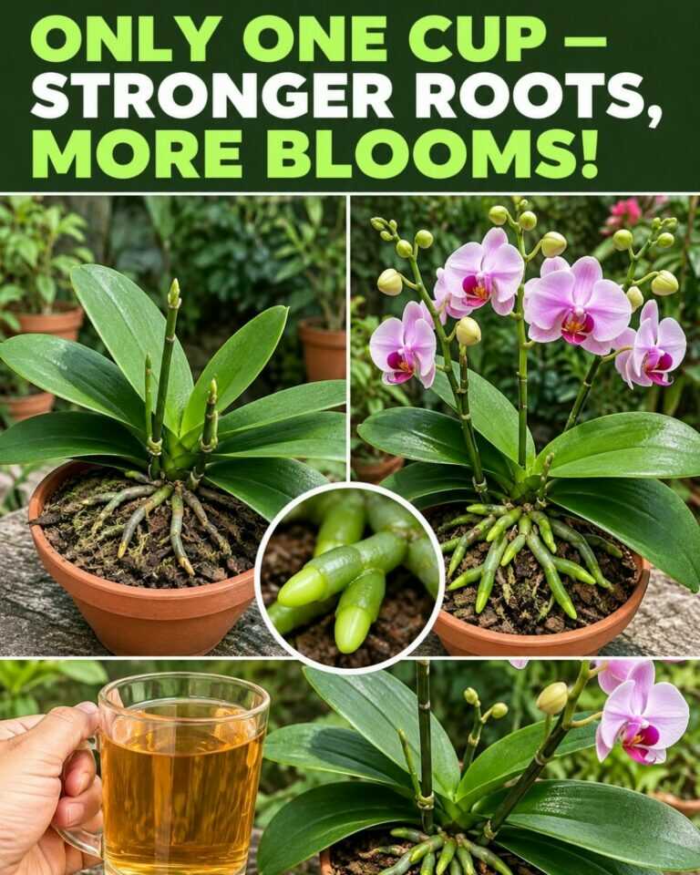 With only one cup, orchids grow stronger roots and keep blooming.