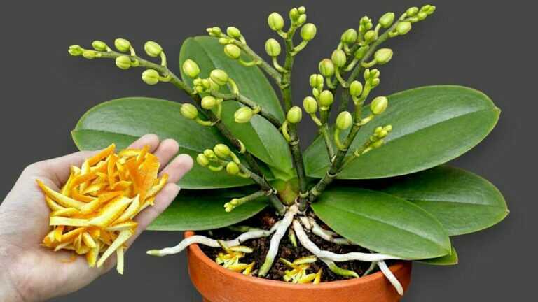 Just sprinkle a little! Even orchids without flowers may suddenly begin blooming