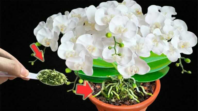 Just 1 spoon! Even weak orchids can grow stronger and bloom beautifully