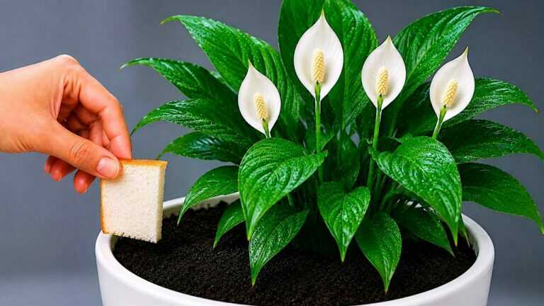 Place a small piece under the orchid — it may suddenly push out new branches and blooms