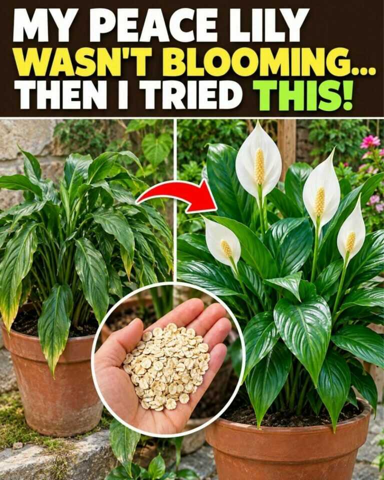🌸 My peace lily wasn’t blooming… until I tried this simple trick
