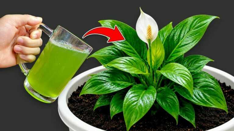 🌸 Don’t give up on a wilted peace lily — one glass may help it recover 🌱