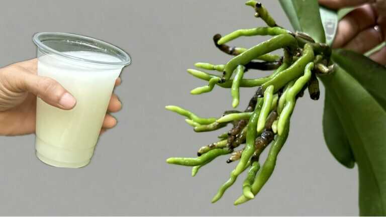 This magic water will instantly revive orchid roots very easily