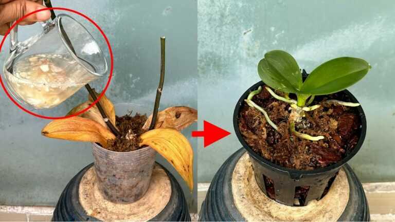 Just this 1 cup revives every rotten orchid this way