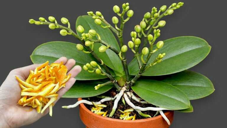 Just sprinkle a little of it! Even orchids without flowers will suddenly start blooming.