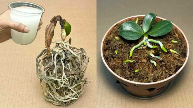 A single cup revives all rotten orchids in this simple way