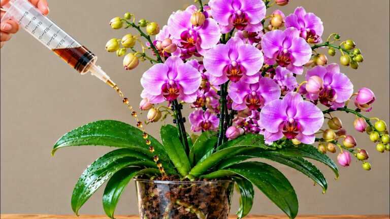 Warning! This method of applying vinegar to orchids will make them bloom continuously