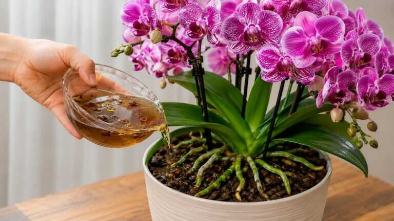 The secret to making your orchid bloom three times a year! What you didn’t know about orchids