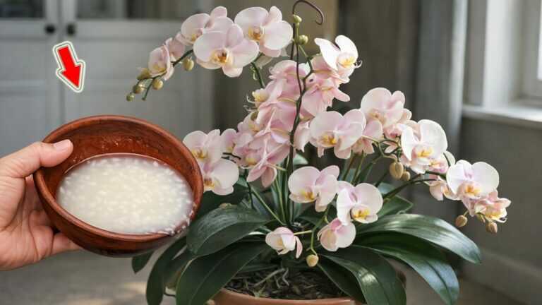 1 Cup A Week! Hundreds Of Orchids Bloom All Year Long Without Withering!