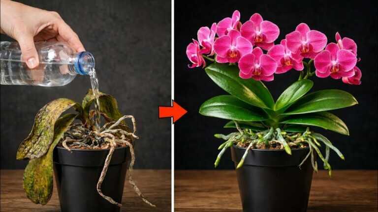 Stop watering your orchids incorrectly! ❗️ Water your orchids like this for