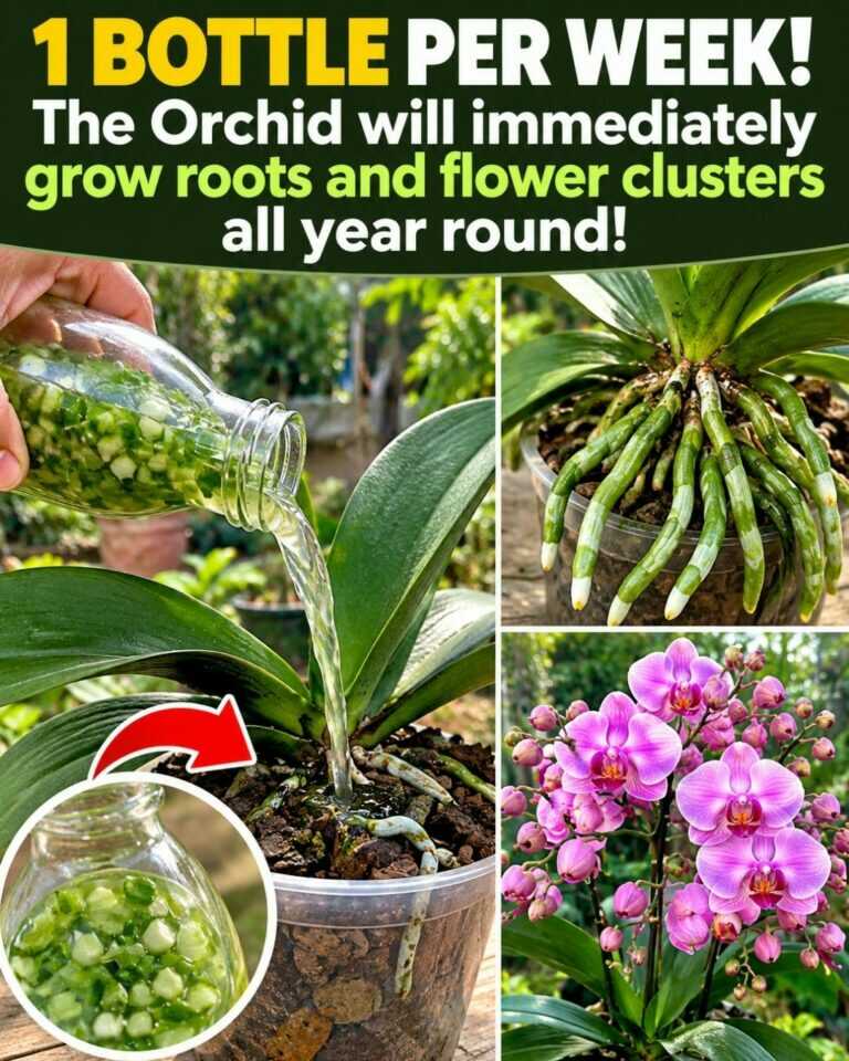 Pour 1 Bottle per week! The Orchid will immediately grow roots and flower clusters all year round.