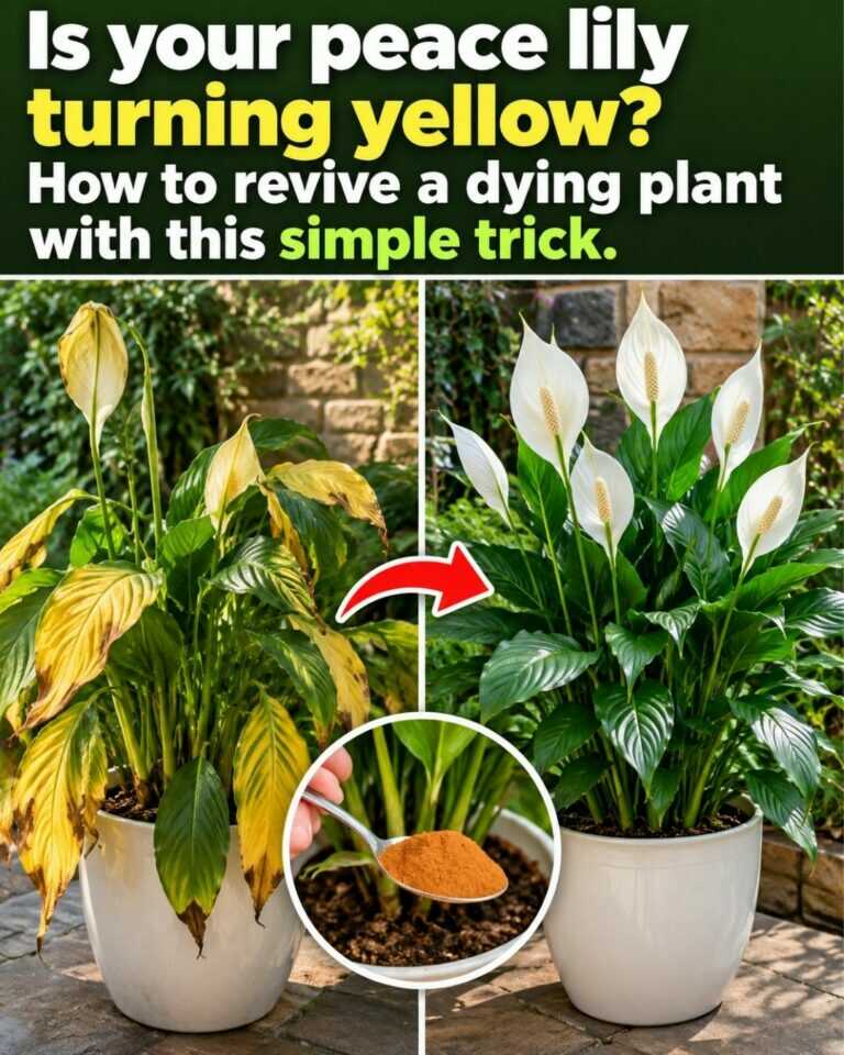 Is your peace lily turning yellow? How to revive a dying plant with this simple trick.