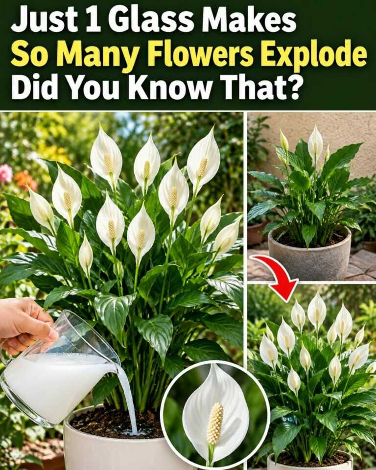 Just 1 Glass Makes So Many Flowers Explode Did You Know That