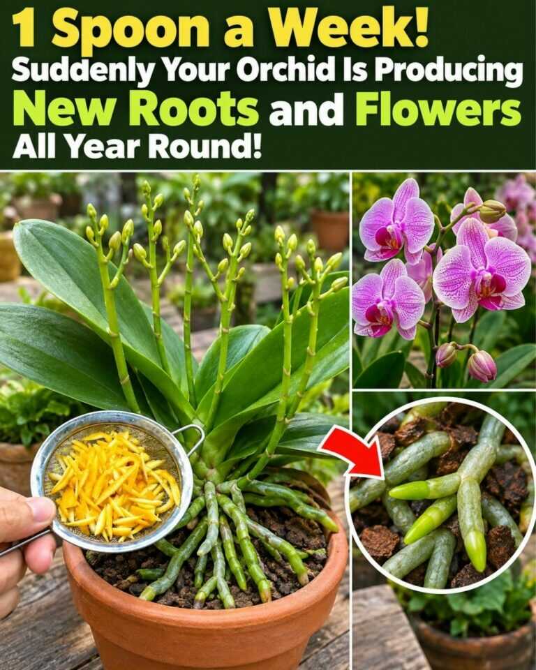 1 Spoon a Week! Suddenly Your Orchid Is Producing New Roots and Flowers All Year Round.