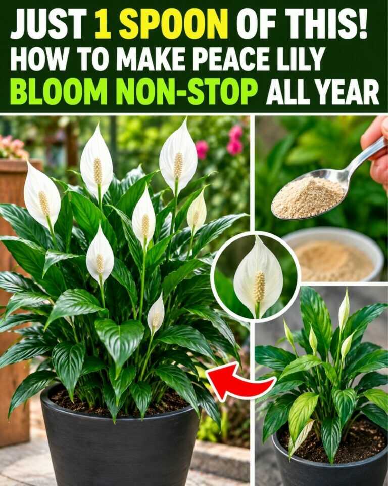 Just 1 Spoon of This! How to Make Peace Lily Bloom Non-Stop All Year