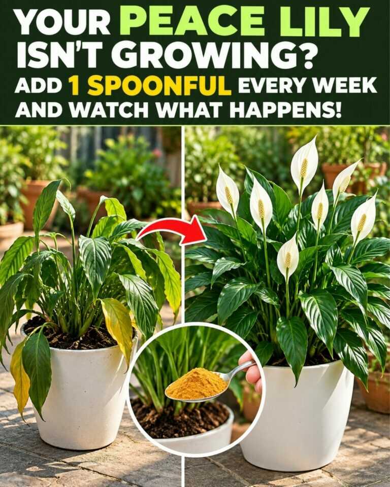 Your Peace Lily Isn’t Growing? Add 1 Spoonful Every Week and Watch What Happens!