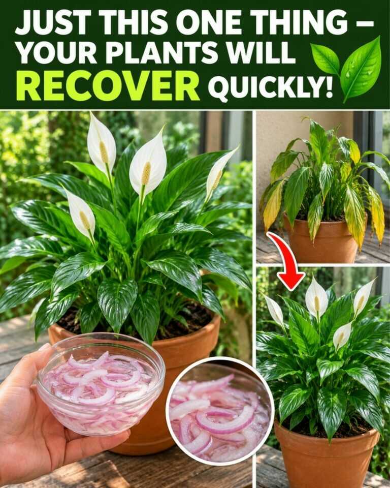 Just this one thing – your plants will recover quickly