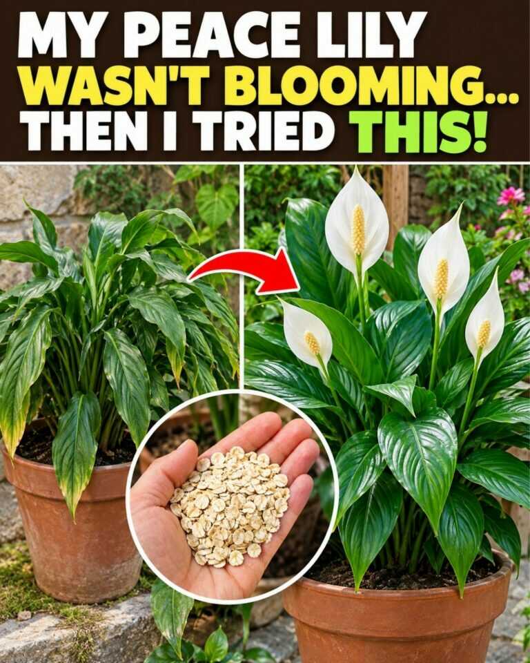 🌸My peace lily wasn’t blooming… Then I tried this!