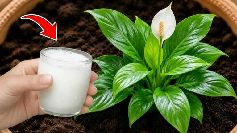 🌸JUST ONE GLASS IS ENOUGH! ALL YOUR PLANTS WILL BLOOM LIKE CRAZY!