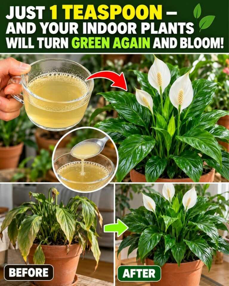 1 teaspoon for any indoor flower and it will turn green again and bloom…