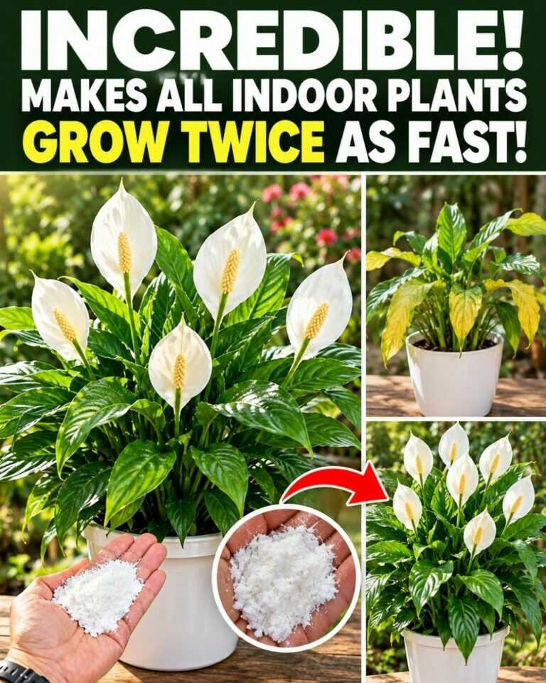 INCREDIBLE! Makes all indoor plants grow twice as fast!
