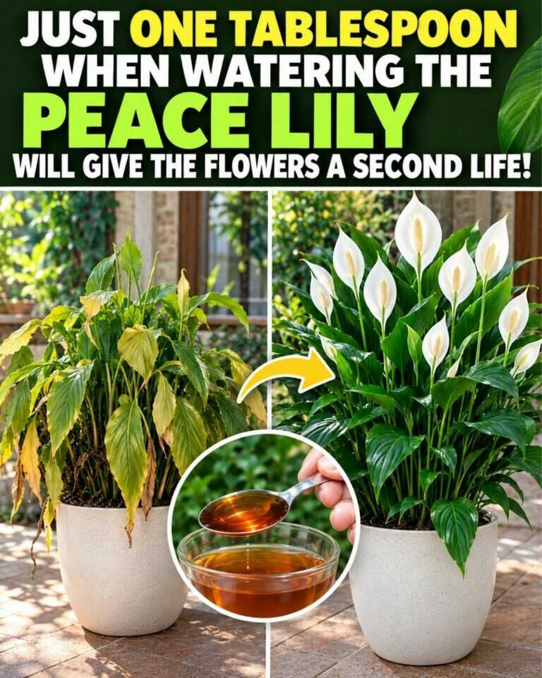 🌸One tablespoon when watering the Peace Lily will give the flowers a second life and…