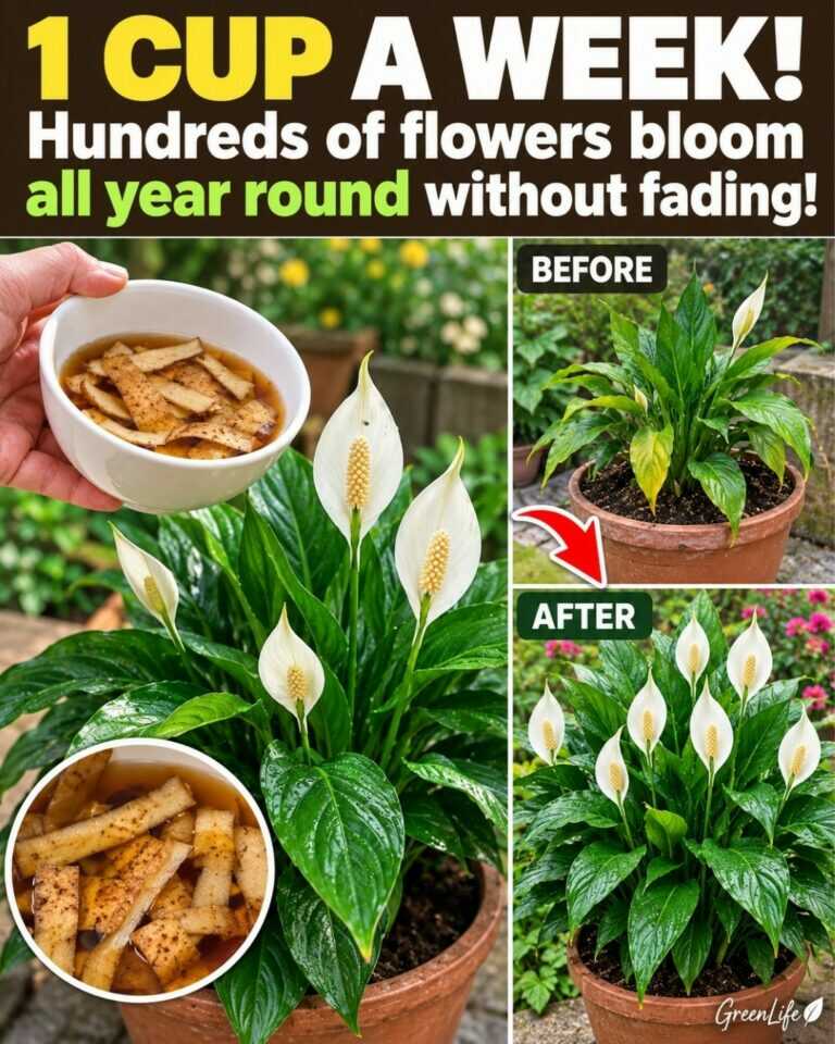 🌸1 cup a week! Hundreds of flowers bloom all year round without fading!