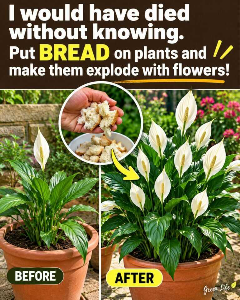 🌸I would have died without knowing. Put bread on plants and make them explode with flowers.