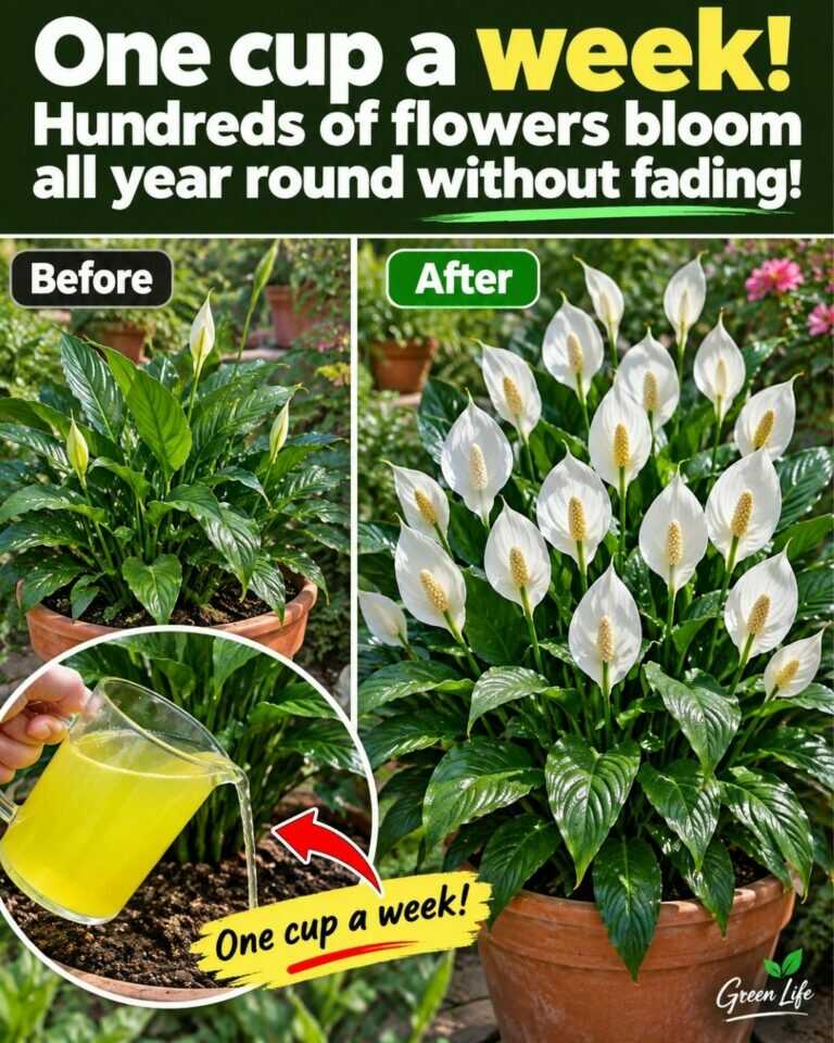 🌸🌸One cup a week! Hundreds of flowers bloom all year round without fading!