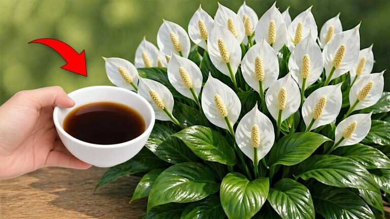 🌸Just one dose is enough to cover your plants with a profusion of flowers (all year round)