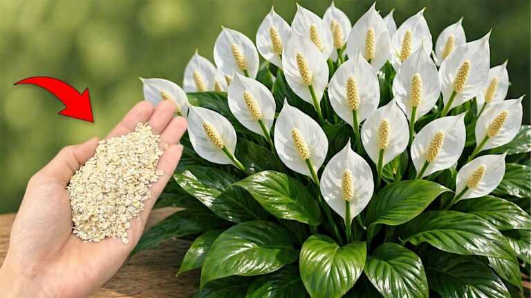 🌸Just one teaspoon is enough for any plant and will encourage it to bloom!